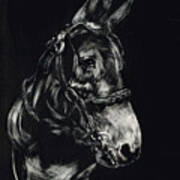 Mule Polly In Black And White Poster