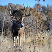 Muley Royalty Poster