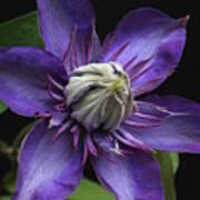 Multi Blue Clematis Poster