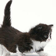 Munchkin Kitten Poster