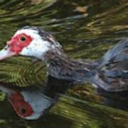 Muscovy Reflection Poster