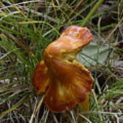 Mushroom In Grass Poster