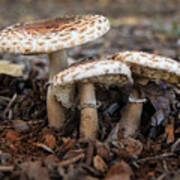 Mushroom Trio Macrolepiota Procera Poster