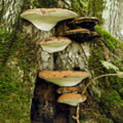 Mushroom Village Poster