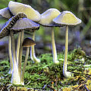 Family Of Mushrooms Poster