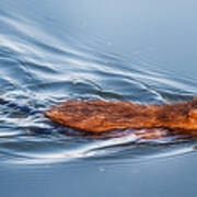 Muskrat Speed Swiming Poster