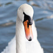 Mute Swan Head Portrait Poster