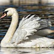 Mute Swan Poster