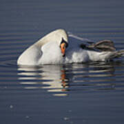 Mute Swan Resting In Rippling Water Poster