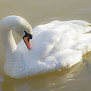 Mute Swan Poster