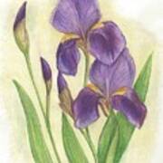 My Purple Irises Poster