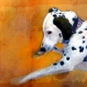 My Sleeping Dalmatian Poster