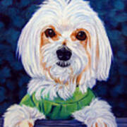 My Sweater - Maltese Dog Poster