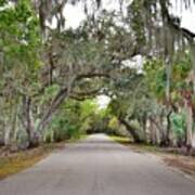 Myakka Overhead Moss Poster