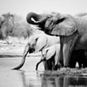 Namibia Elephants Poster