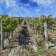 Napa Valley Vineyard - Rows Of Grapes Poster