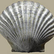 Natural Shell Poster