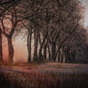 Nature Winter Bare Trees Color Poster
