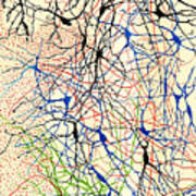 Nerve Cells Santiago Ramon Y Cajal Poster