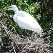 Nesting Egret Poster