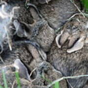 Nestled In Their Den Poster