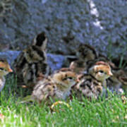 Nevada Chicks Poster