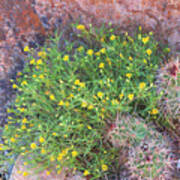 Nevada Yellow Wildflower Poster