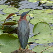 Nevis Bird Observes Poster