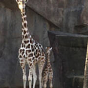 New Baby Giraffe Poster