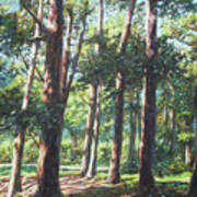 New Forest Trees With Shadows Poster