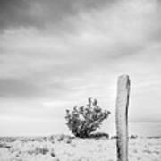 New Mexico Fence Post In Winter  In Black And White Poster