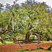 New Orleans' Tree Of Life - Panorama Poster