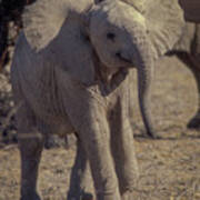 Newborn Elephant Poster