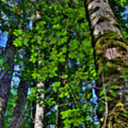 Nisqually Trees Poster
