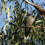 Noisy Miner Bird 2 - Canberra - Australia Poster