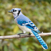 North American Blue Jay Poster