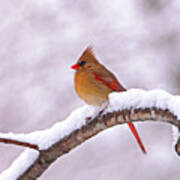 Northern Cardinal In Winter Poster