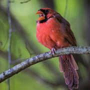 Northern Cardinal - Male Poster