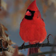 Northern Cardinal Poster