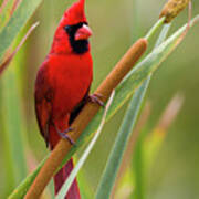 Northern Cardinal On Cattail Poster