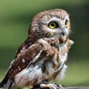 Northern Saw Whet Owl Poster
