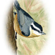 Nuthatch Down Poster