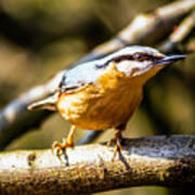 Nuthatch Intense Poster