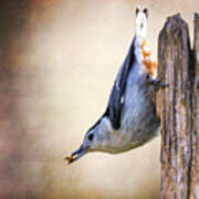 Nuthatch Trajectory Poster