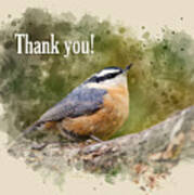 Nuthatch Watercolor Thank You Card Poster