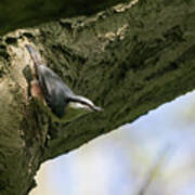Nuthatch Poster