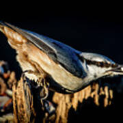 Nuthatch With A Nut In The Beak Poster