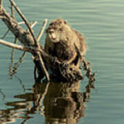 Nutria On Stick-up Poster