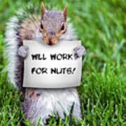 Nutty Squirrel Poster