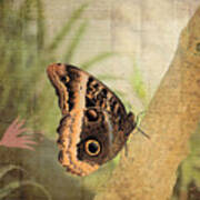 Blue Morpho Butterfly Side View Poster